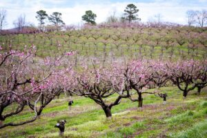 Peach Orchards Blossoms BJ Reece Ellijay Georgia